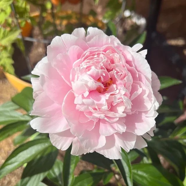 🔥OSTATNI DZIEŃ 45% ZNIŻKI🌺KRÓLOWA KWIATÓW — PODWÓJNE PIANI