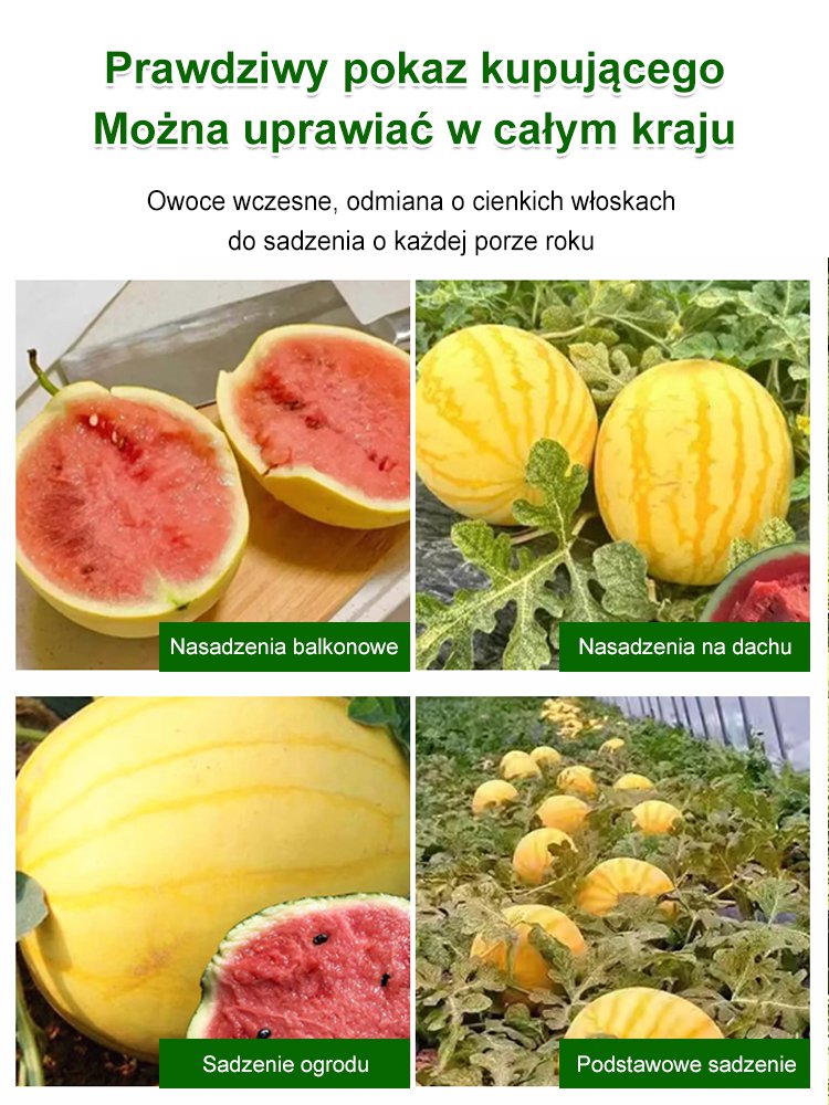 Złoty późny cienkoskórny nasiona arbuza