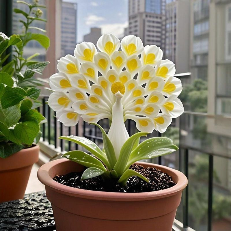 💠 „Królowa pachnących kwiatów — cebulki storczyka pawiego dla czystego luksusu w ogrodzie”