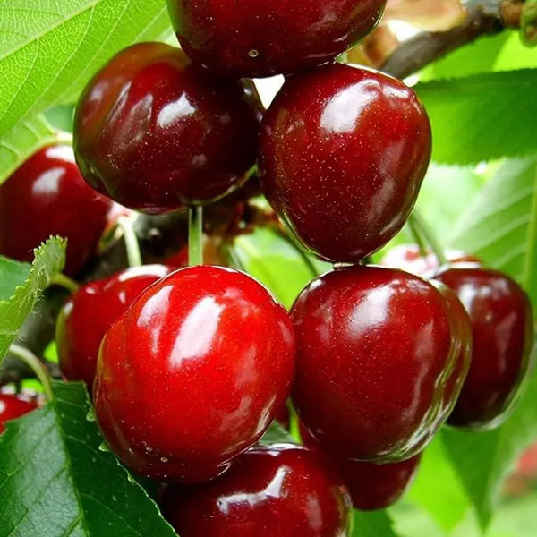 🌿Ekstra duże nasiona wiśni Gomahali🍒