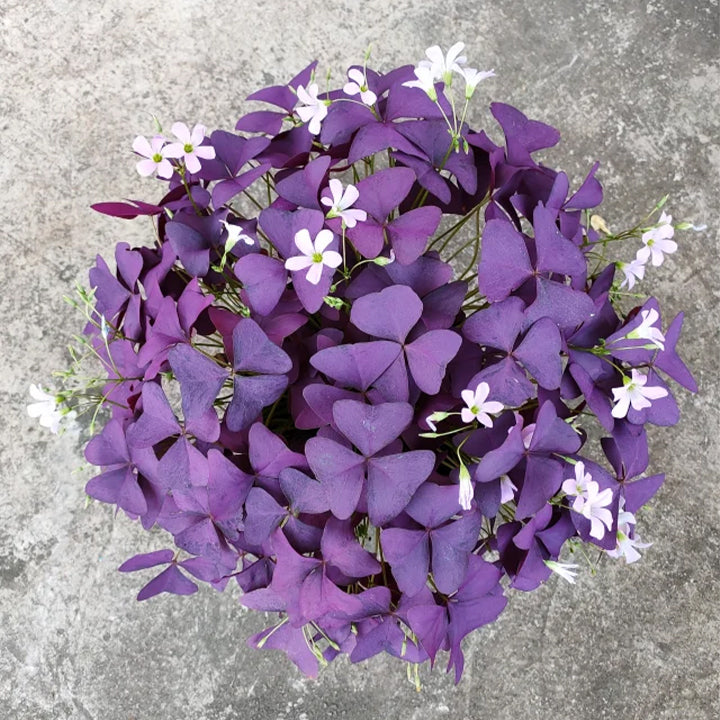💜Cebule szczawika Purple Luck
