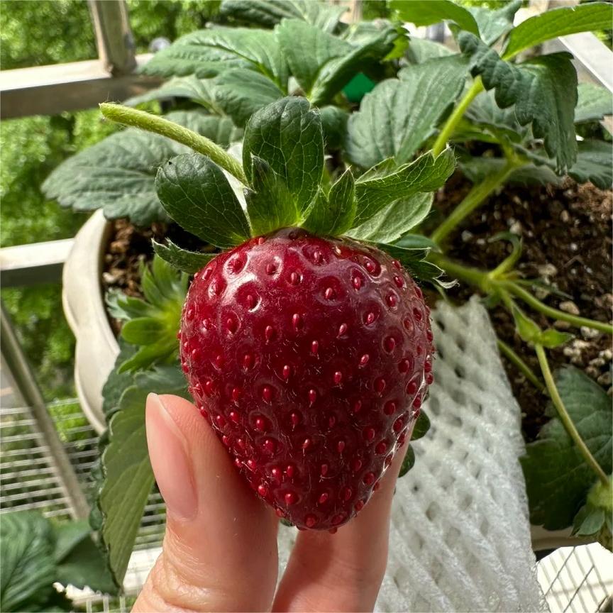 🔥⏰Ostatni dzień promocji🌱NASIONA TRUSKAWEK BLACK PEARL