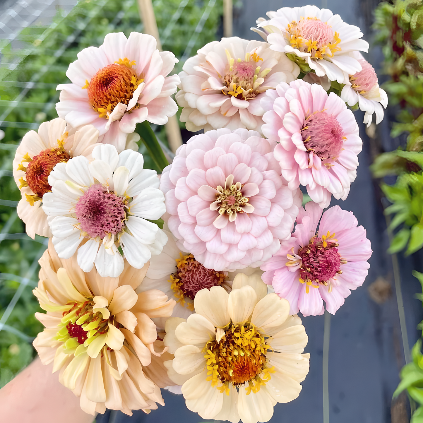 🌺Nasiona podwójnej cyni w mieszanych kolorach