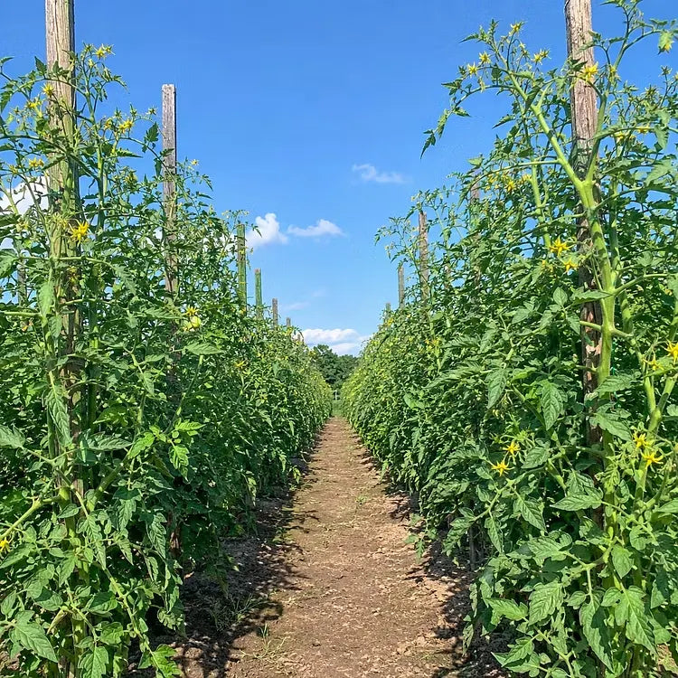 🍅 Nasiona pomidorów Giant Vineman – uprawiaj duże, pyszne pomidory w domu