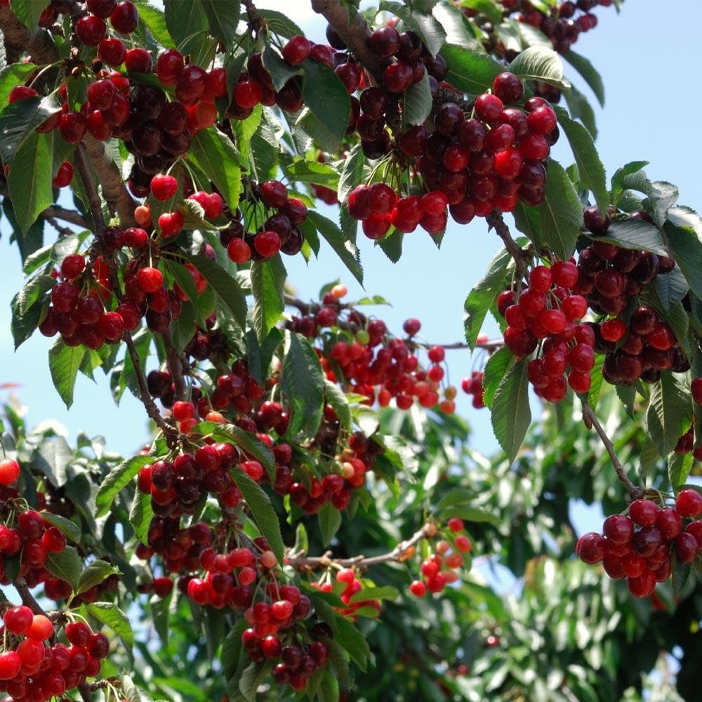 🏆SPRZEDANO PONAD 75 000 SZTUK!🌳Nasiona wiśni — pyszne, świeże wiśnie czekają na Twoje zbiory!