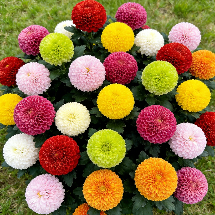 🏵️ Kolorowe nasiona chryzantemy – niczym żywe piłeczki pingpongowe w Twoim ogrodzie!