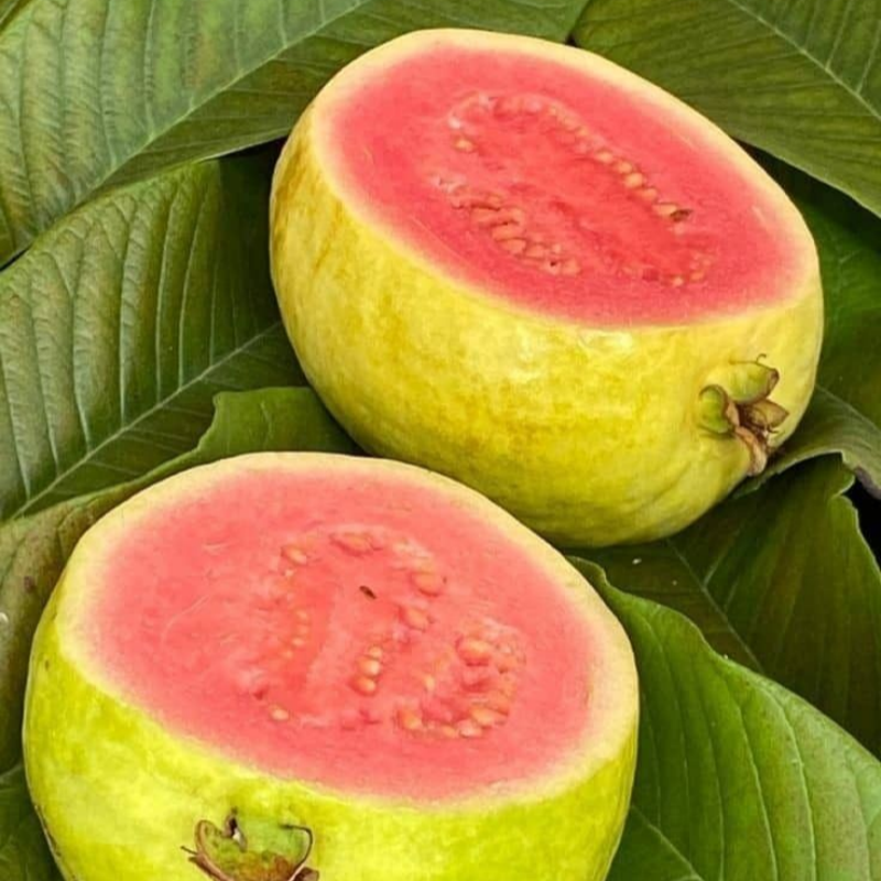 🔥Organiczne nasiona różowej guawy | 🌿Przygotowane do szybkiego kiełkowania (99% kiełkowania)