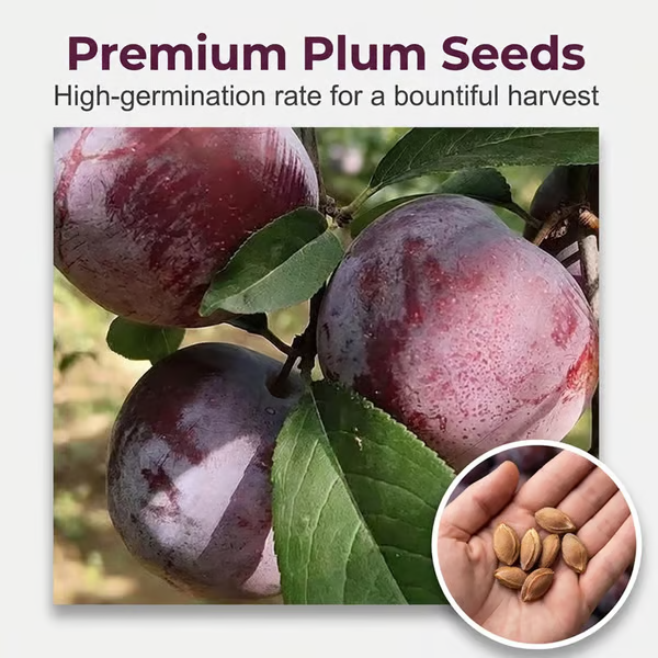 🍑 Nasiona śliwy szczepionej, niemodyfikowanej genetycznie, z odmian heirloom
