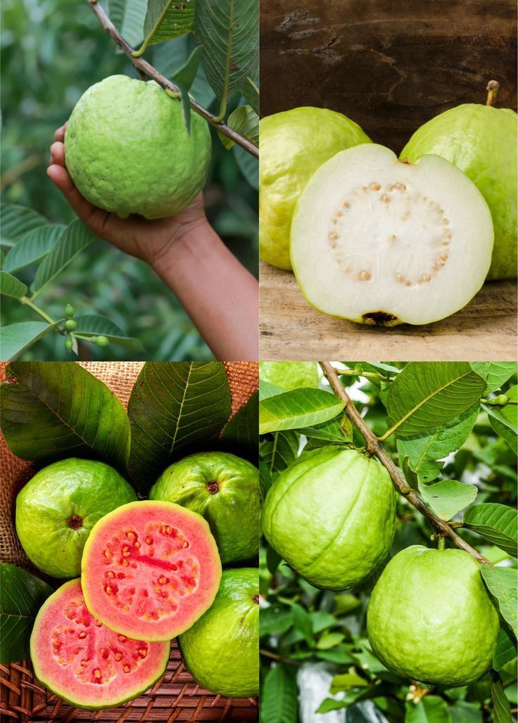 🔥Organiczne nasiona różowej guawy | 🌿Przygotowane do szybkiego kiełkowania (99% kiełkowania)