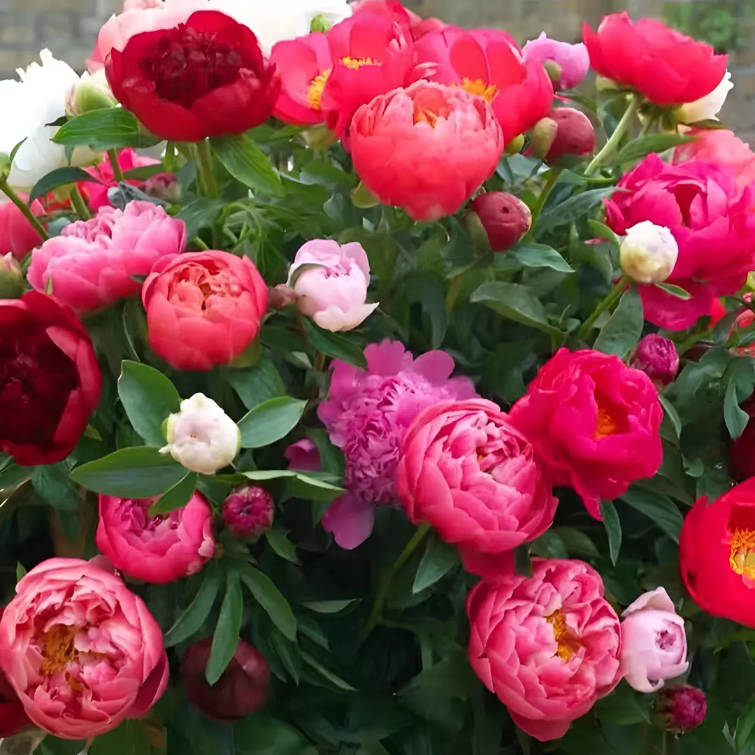 🌸 Podwójnie pnąca piwonia, mrozoodporna bylina ogrodowa do piękna w pomieszczeniach i na zewnątrz