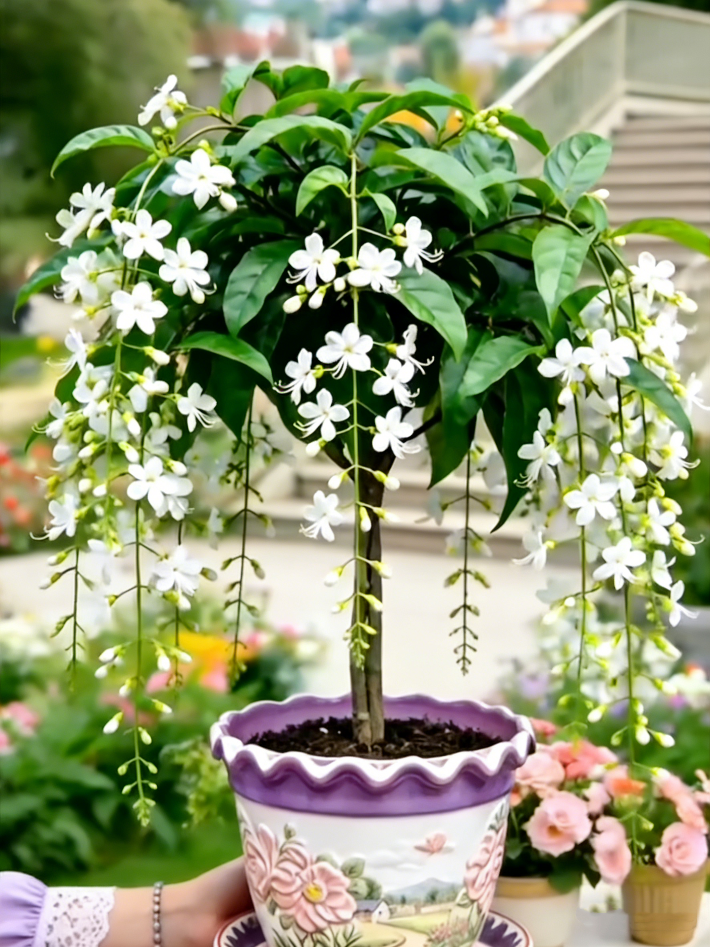 🌸【7 dni kiełkowania】Ostatni dzień zniżki do 50%💐Rzadkie cebulki kwiatów jaśminu płaczącego