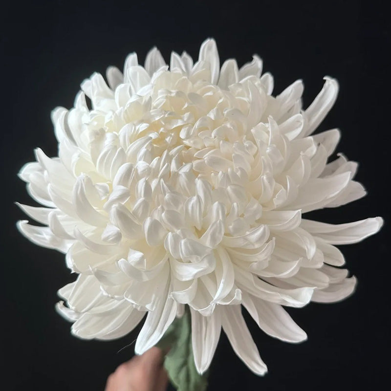 🌺Kwiat Elegancji🌼Gigantyczne Nasiona Chryzantemy