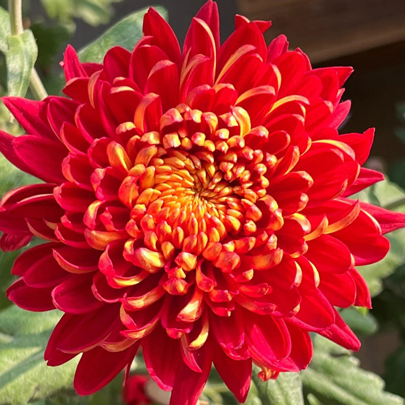 🌺Kwiat Elegancji🌼Gigantyczne Nasiona Chryzantemy