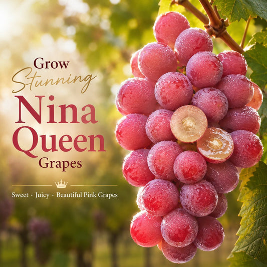 Nowa, limitowana odmiana – nasiona winogron Queen Nina dla słodkich, soczystych zbiorów ogrodowych 🍇