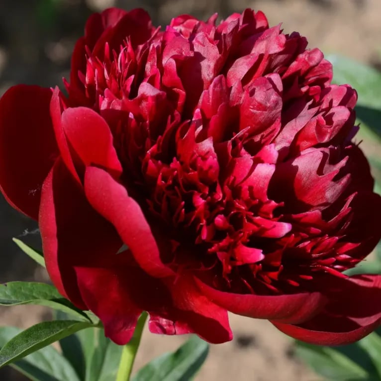 🔥OSTATNI DZIEŃ 45% ZNIŻKI🌺KRÓLOWA KWIATÓW — PODWÓJNE PIANI