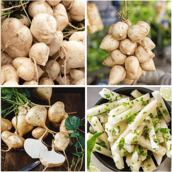 Ekskluzywna oferta💥Bogaty, soczysty i pożywny chrupiący owoc - słodka jicama do posadzenia w domu🍠