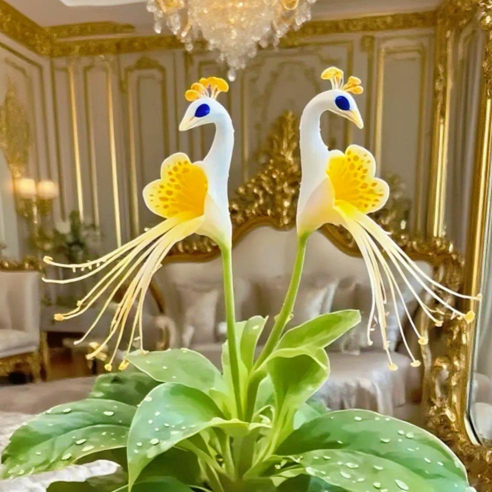 🦚 Storczyk pawi