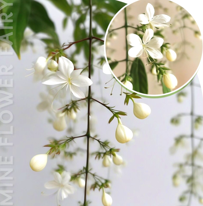 🌸Zimowy jaśmin wiszący – wymarzona roślina doniczkowa🌿❄️