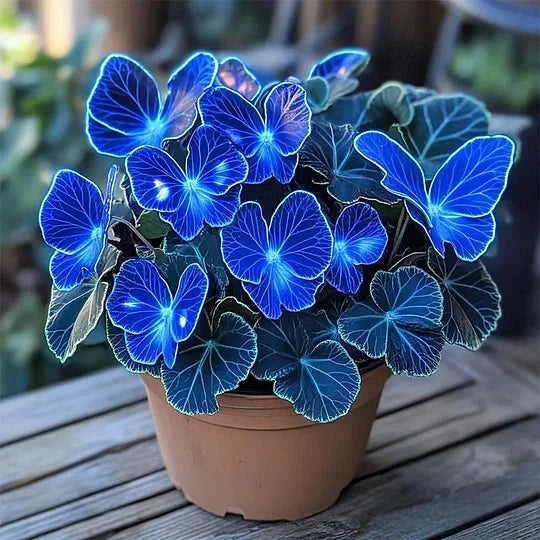 💥 Nowe begonie 🦋 Nasiona begonii motylkowej 🌱 Bonsai, jakiego jeszcze nie widziałeś