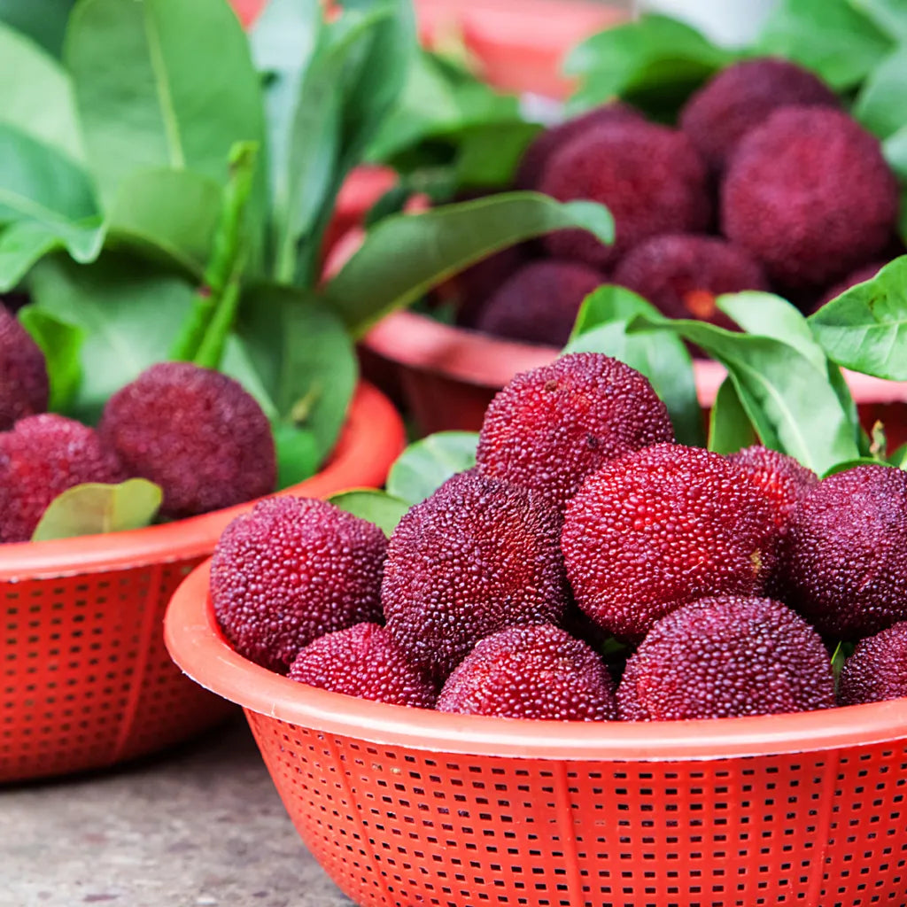 Olbrzymia jagoda laurowa：Wielkość piłeczki do ping-ponga, ⭐Smak połączenia truskawek i wiśni