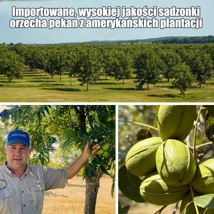 Amerykańskie importowane sadzonki orzecha pekan
