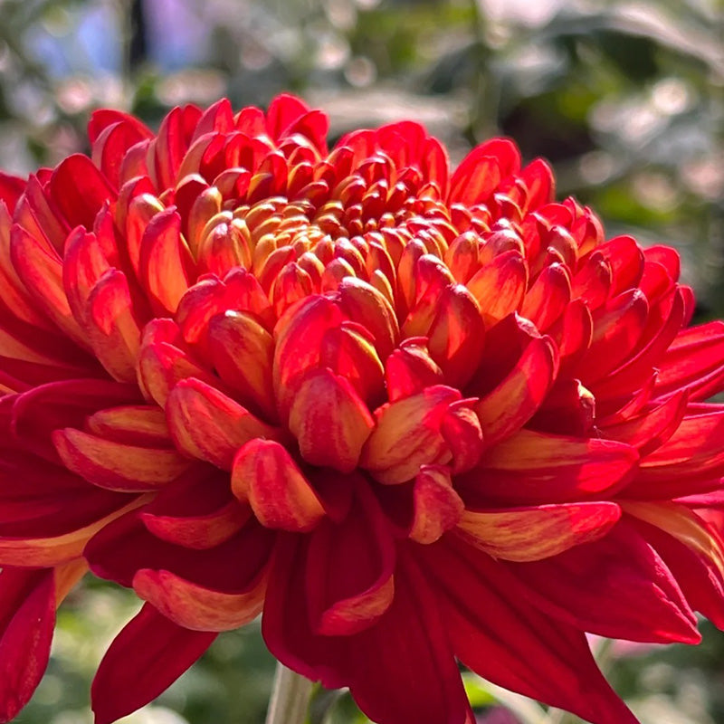 🌺Kwiat Elegancji🌼Gigantyczne Nasiona Chryzantemy