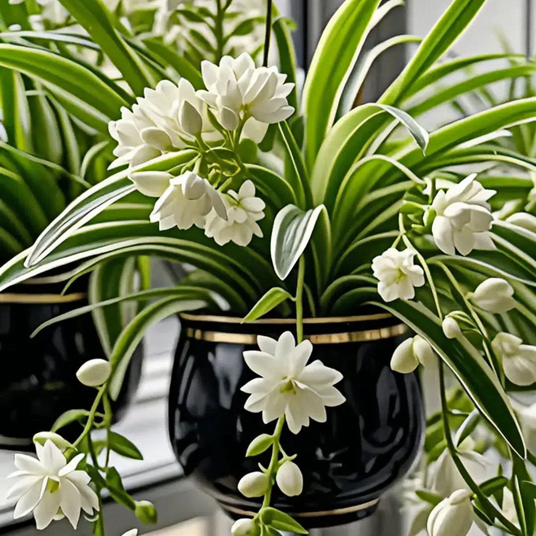 Nasiona/cebulki rośliny pająka Grand Bloom 💐 Wiszące arcydzieło natury pełne koloru i wdzięku