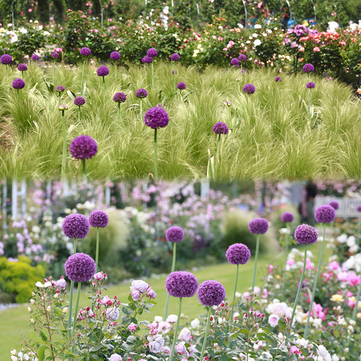 Allium Giganteum Ornamental Onion Flower