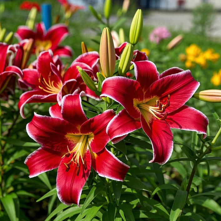 🌺Perfumowane cebulki lilii – świeże i słodkie