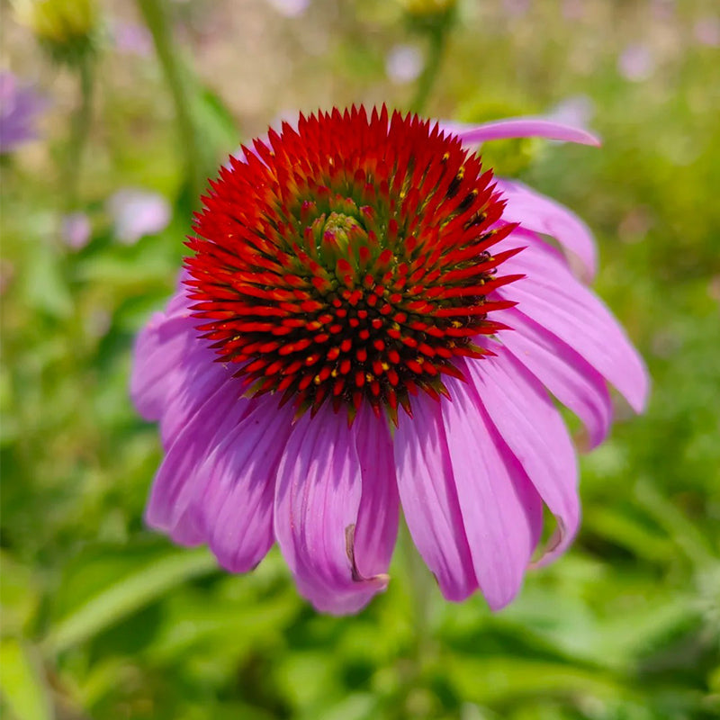 Nasiona jeżówki (Echinacea)