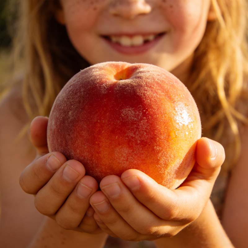 🔥 SPRZEDANO PONAD 65 000! 🍑 Nasiona brzoskwini karłowatej "Honey Red" Heirloom, żywe