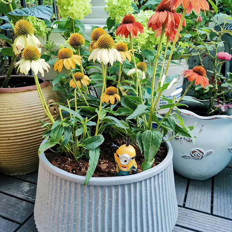 Nasiona jeżówki (Echinacea)