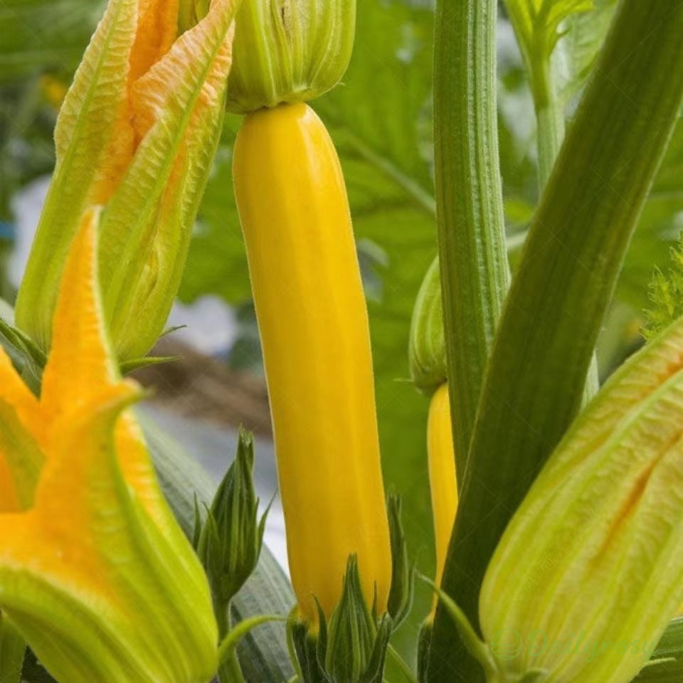 Bananowa cukinia - Złota cukinia🌿Można uprawiać przez cały rok