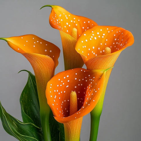 🌷Tajemnicza lilia Aurora Calla