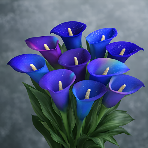 🌷Tajemnicza lilia Aurora Calla