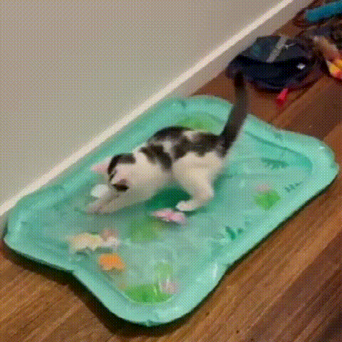 Gorąca wyprzedaż — 50% zniżki ✨ Mata dla zwierząt 3 w 1 z możliwością kontrolowania temperatury i odczuwania wody