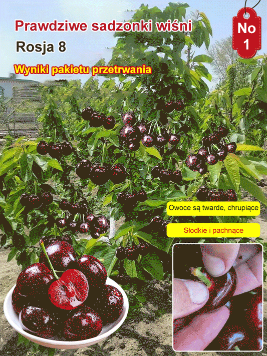 Sadzonka Chelsea Cherry