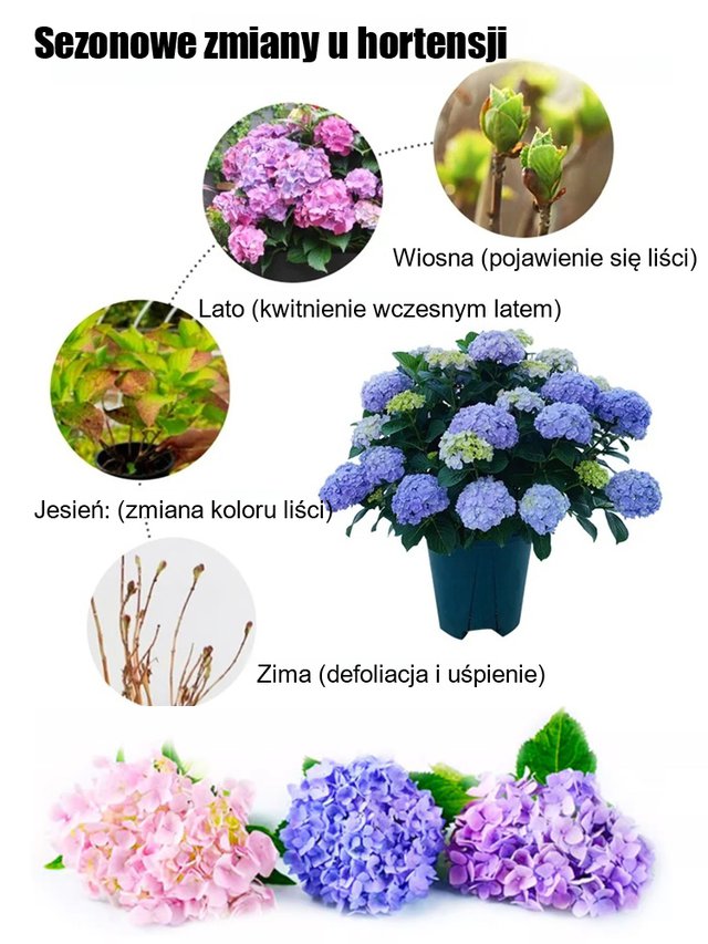 Nasiona hortensji kwitną przez cały rok