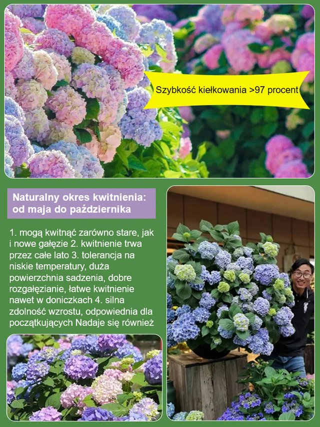 Nasiona hortensji kwitną przez cały rok