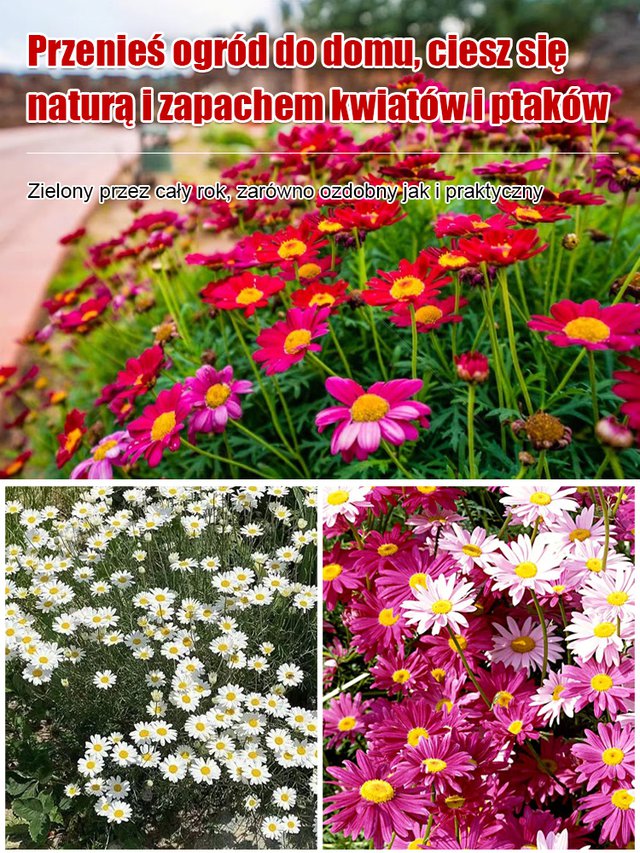 Nasiona złocienia dalmatyńskiego