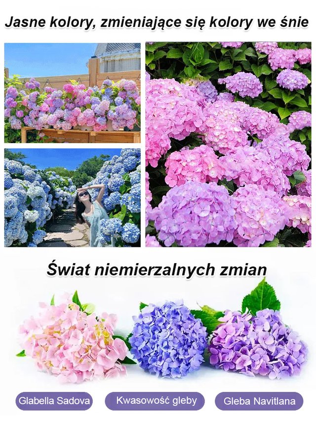 Hortensje w ogrodzie - uprawa przez cztery pory roku