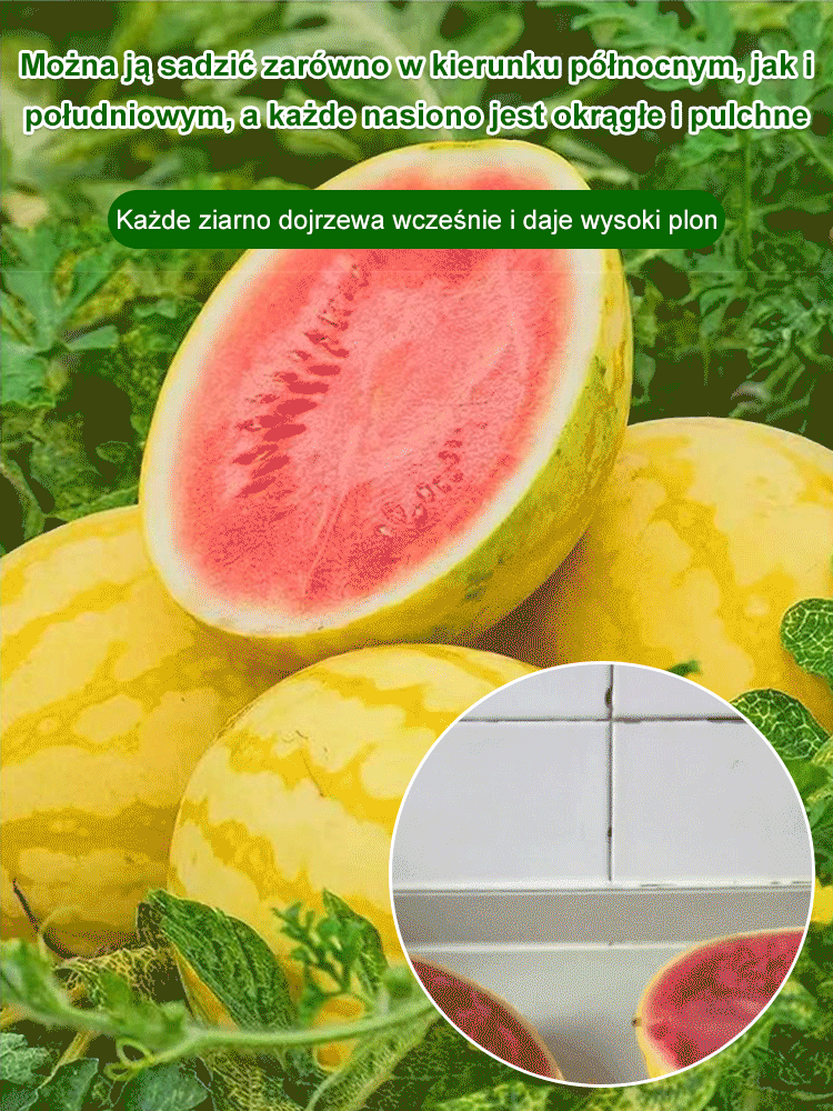 Złoty późny cienkoskórny nasiona arbuza