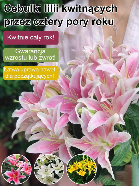 【Bardziej pachnący niż perfumy】Cebulki lilii Four Seasons pachnące na tysiące mil，Kwitnie co roku