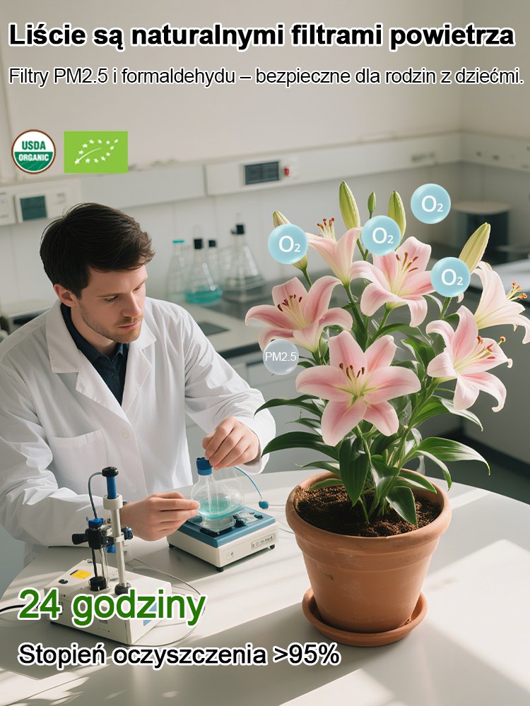 【Bardziej pachnący niż perfumy】Cebulki lilii Four Seasons pachnące na tysiące mil，Kwitnie co roku