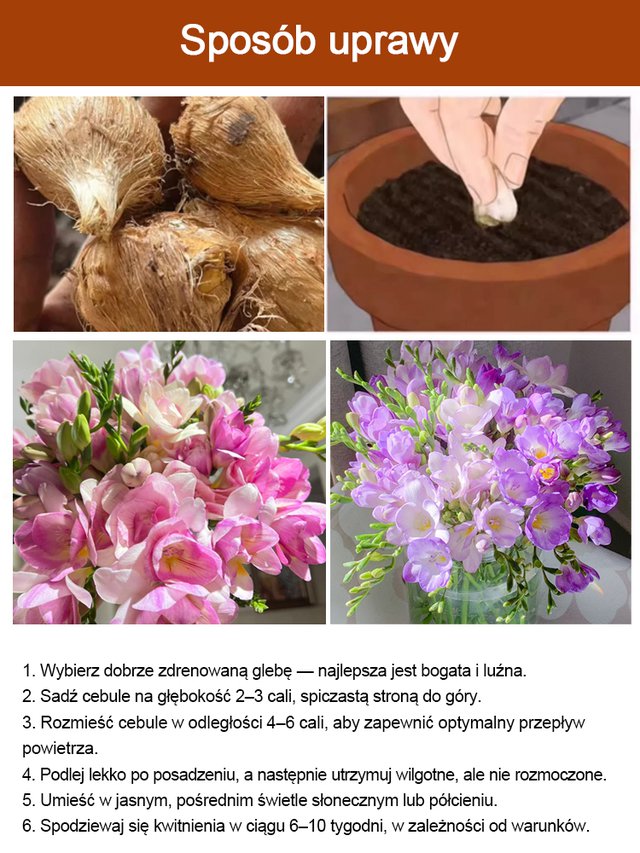 Kwitnienie przez cały rok! Najwyższej jakości cebulki pachnącego kosacica (Freesia)