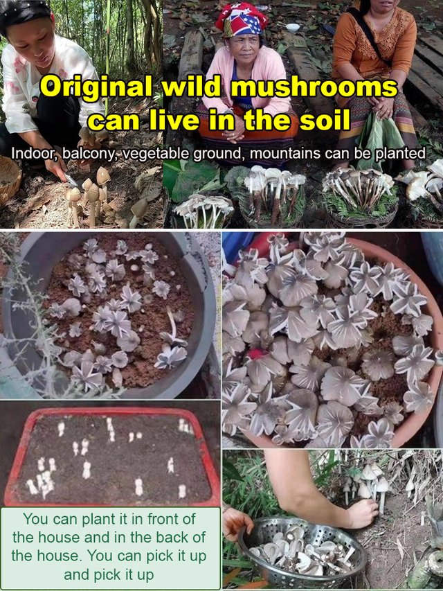 Autentyczna odmiana grzyba „Jizong”