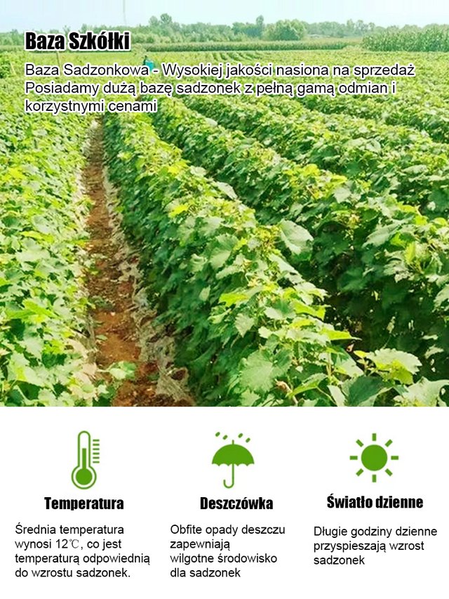 Nasiona winorośli Sweet Sapphire