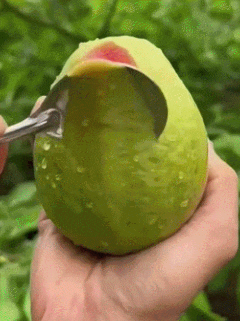 [Bomba witaminowa C] Sadzonki organicznej czerwonej gujawy