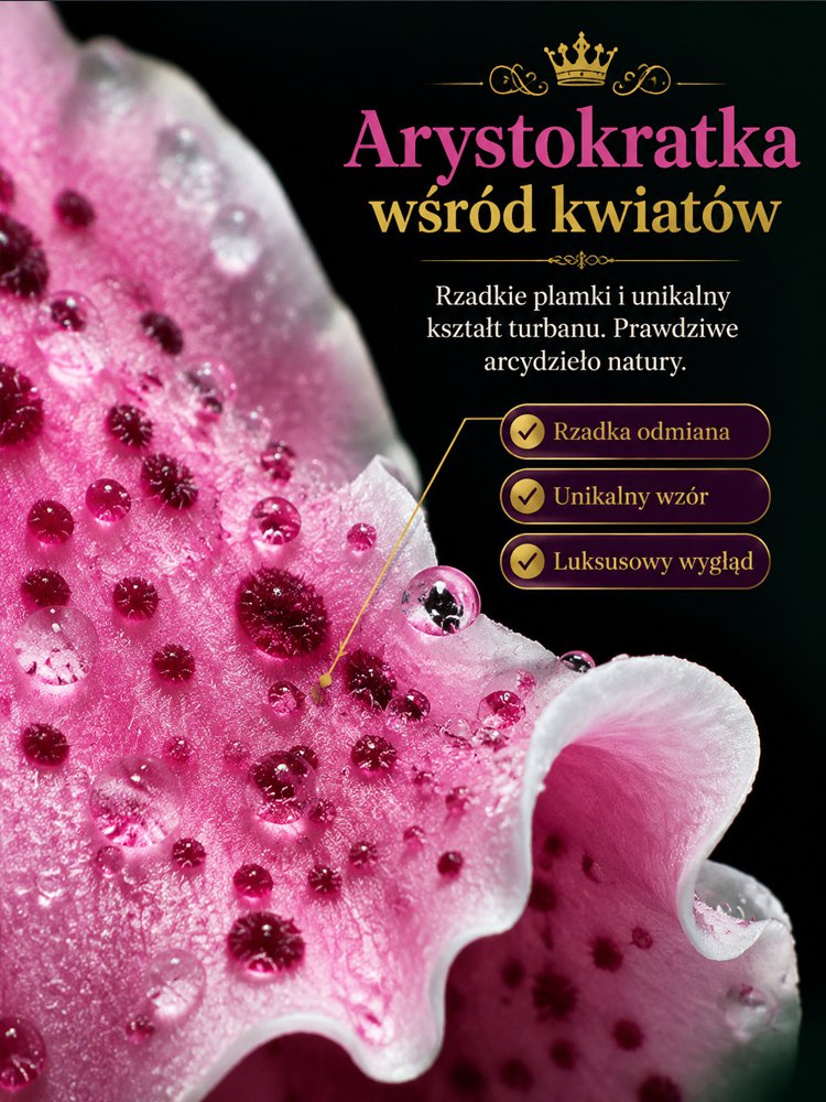 Cebulki lilii plamistej o intensywnym zapachu do eleganckiego ogrodu