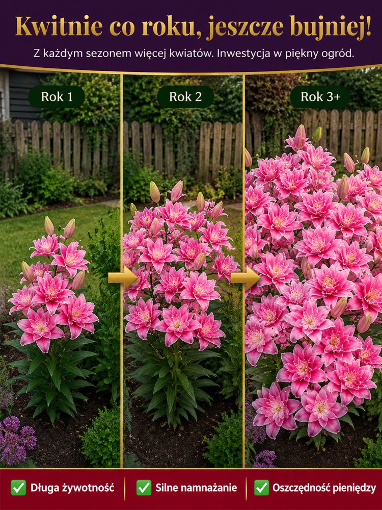 Cebulki lilii plamistej o intensywnym zapachu do eleganckiego ogrodu